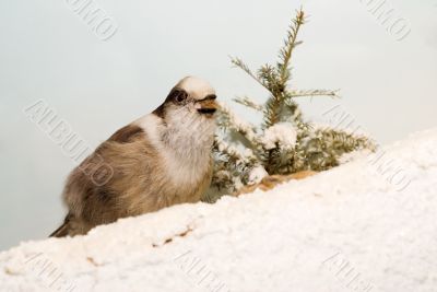 Winter Bird