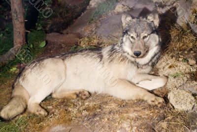 Wolf