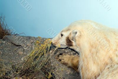 Hunting For Food