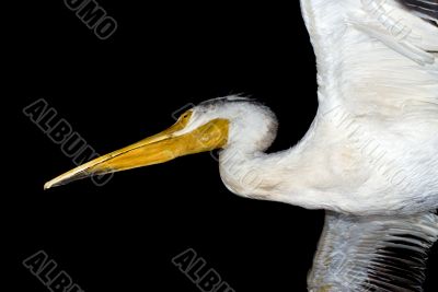 Isolated Pelican