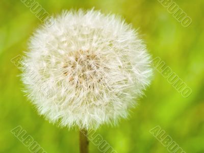 Dandelion