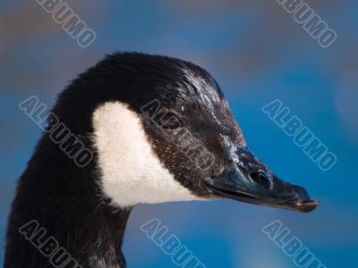 Canada goose close-up