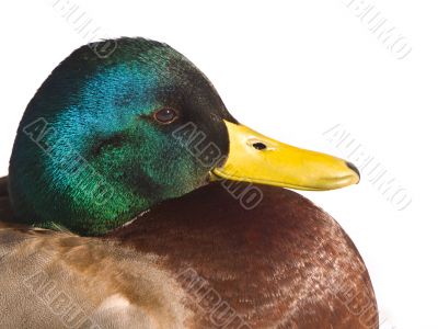 Mallard Duck