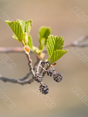 New Leaves