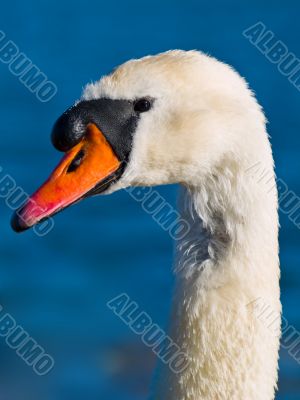 Mute Swan