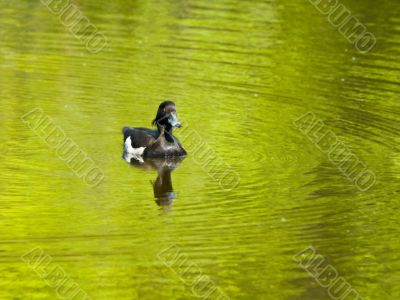 Tufted duck (Aythya fuligula)