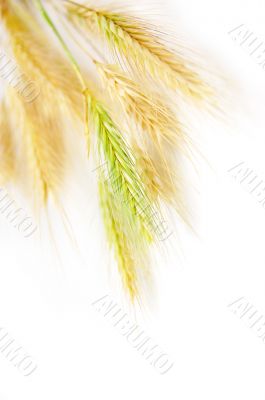 Wheat