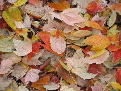 orange and yellow leaves