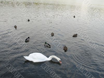 swan and ducks on a lake