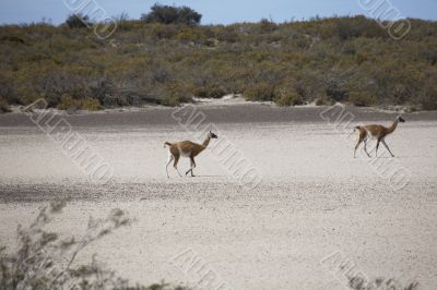 Wild lama