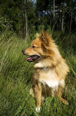 Spitz dog