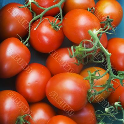 tomatoes