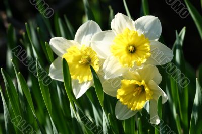  yellow narcissus