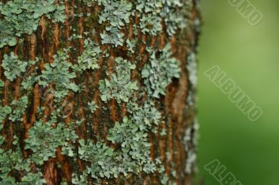 wood