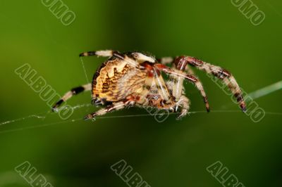 spider