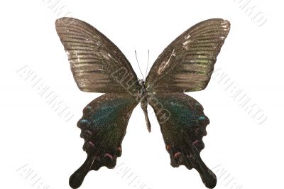 butterfly