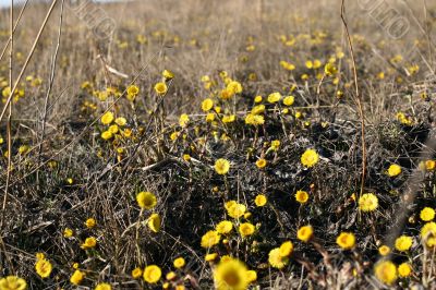 yellow flowers