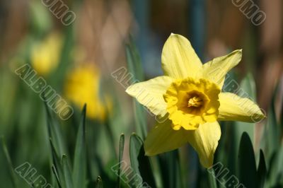  yellow narcissus