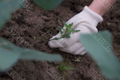 Sprout in hands