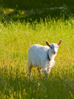 Goat kid on a grass