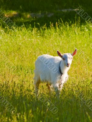 Goat kid on a grass