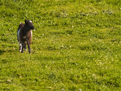 Goat kid on a grass