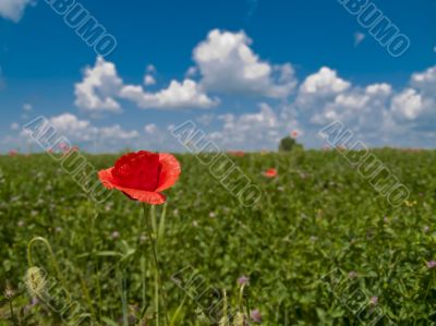 Poppy flower in field