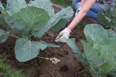 Sprout in hands