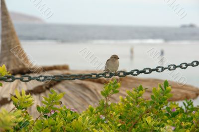 Birdy sit on a circuit