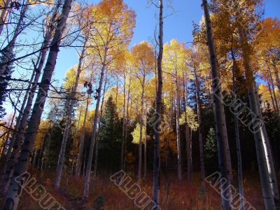 Autumn Spledser