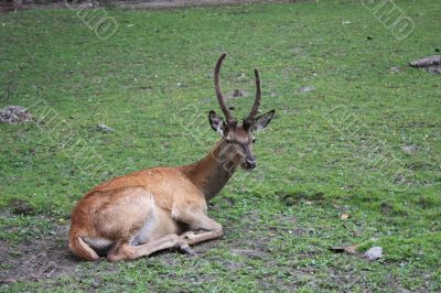 Deer rests