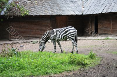 Zebra eats