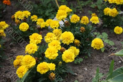 Yellow  flowerses