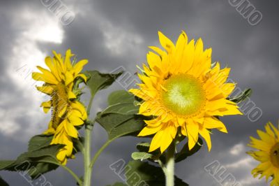 sunflowers