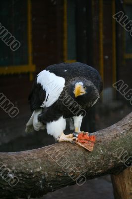 eagle eat