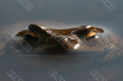 toad
