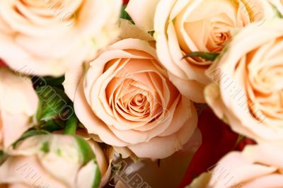 holyday card rose