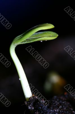 new life plant