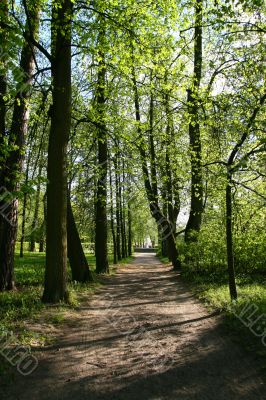 tree alley