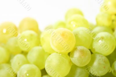 isolated grape