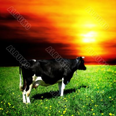 mooo