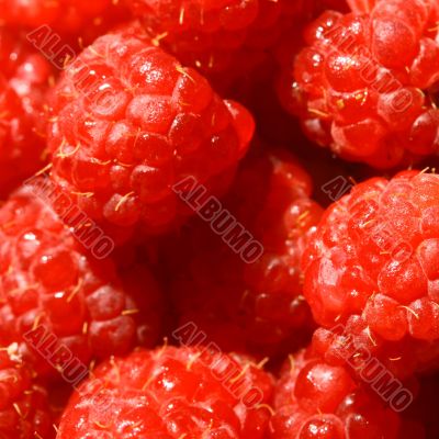 raspberry