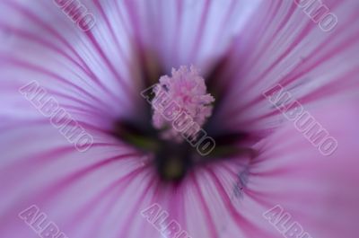 macroshot of pink flower