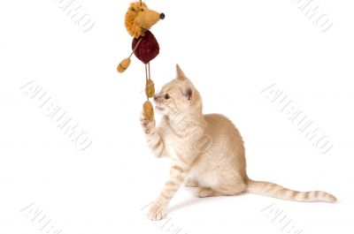 kitten is playing
