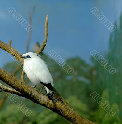 White Bird