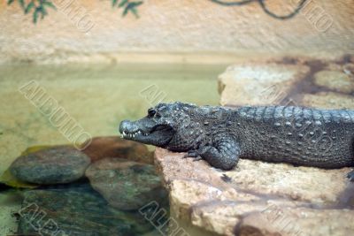 Crocodile