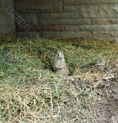 Black-tailed Prairie Dog