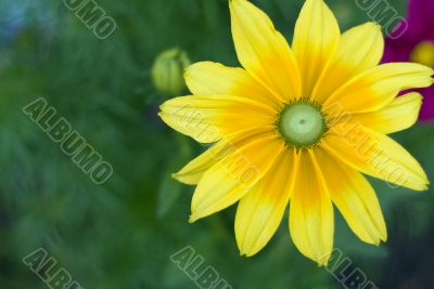 Yellow Flower