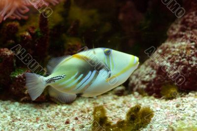 Piccaso Trigger Fish