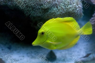 Yellow Tang Fish